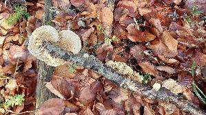 Braune-Borstentramete_Coriolopsis-gallica_20251209_114656.jpg