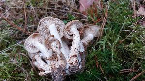 Brauner-Bueschelrasling_Lyophyllum-decastes_20261004_172024.jpg
