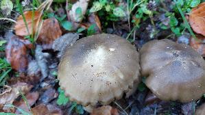 Brauner-Bueschelrasling_Lyophyllum-decastes_20261005_144245.jpg
