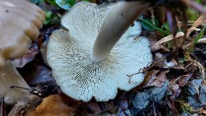 Brauner-Bueschelrasling_Lyophyllum-decastes_20261005_144406.jpg