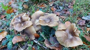 Brauner-Bueschelrasling_Lyophyllum-decastes_20261005_144508.jpg