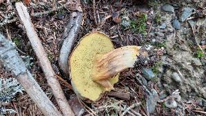 Brauner-Filzroehrling_Xerocomus-ferrugineus_20260919_103636.jpg