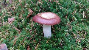 Brauner-Leder---Taeubling_Russula-integra_20251011_120032.jpg
