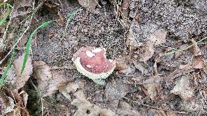 Brauner-Leder---Taeubling_Russula-integra_20260706_133759.jpg