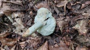 Brauner-Leder---Taeubling_Russula-integra_20260706_133815.jpg