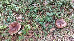 Brauner-Leder---Taeubling_Russula-integra_20260918_094921.jpg
