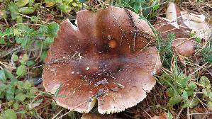Brauner-Leder---Taeubling_Russula-integra_20260918_094929.jpg