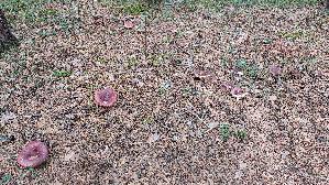 Brauner-Leder---Taeubling_Russula-integra_20260918_095434.jpg