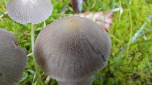 Braunhaariger-Scheibchentintling_Parasola-auricoma_20261013_111240.jpg
