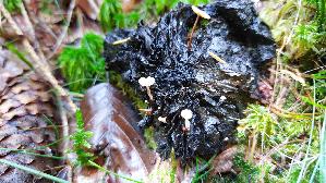 Braunknolliger-Sklerotienruebling_Collybia-tuberosa_20261003_125221.jpg
