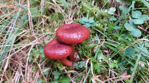 Braunroter-Milchling_Lactarius-badiosanguineus_20260917_115915.jpg