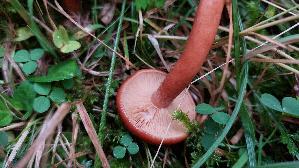 Braunroter-Milchling_Lactarius-badiosanguineus_20260917_120022.jpg