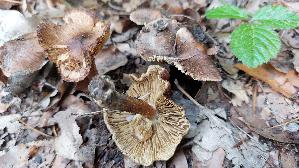 Braunstreifiger-Ris--spilz_Inocybe-fuscidula_20250805_153200.jpg