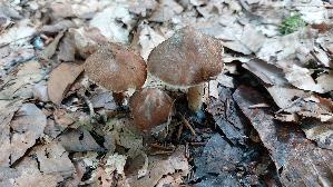 Braunstreifiger-Ris--spilz_Inocybe-fuscidula_20250805_163353.jpg
