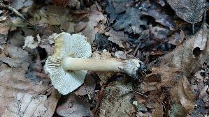 Braunstreifiger-Ris--spilz_Inocybe-fuscidula_20250805_163421.jpg