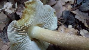 Braunstreifiger-Ris--spilz_Inocybe-fuscidula_20250805_163436.jpg