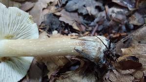 Braunstreifiger-Ris--spilz_Inocybe-fuscidula_20250805_163442.jpg