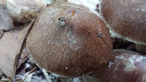 Braunstreifiger-Ris--spilz_Inocybe-fuscidula_20250805_163455.jpg