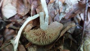 Breitblaettriger-Roetling_Entoloma-platyphylloides_20250812_103404.jpg