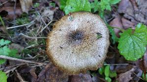 Breitblaettriger-Ruebling_Megacollybia-platyphylla_20260526_090008.jpg