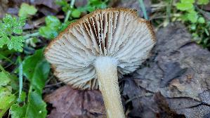 Breitblaettriger-Ruebling_Megacollybia-platyphylla_20260526_090050.jpg