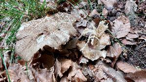 Breitblaettriger-Ruebling_Megacollybia-platyphylla_20260608_111529.jpg