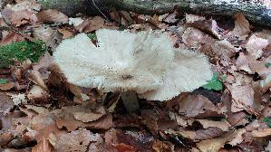 Breitblaettriger-Ruebling_Megacollybia-platyphylla_20260608_130510.jpg