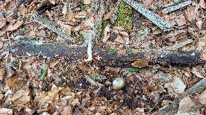 Breitblaettriger-Ruebling_Megacollybia-platyphylla_20260614_131844.jpg