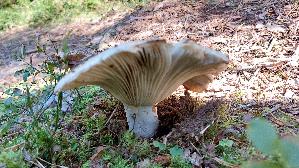 Breitblaettriger-Weisstaeubling_Russula-delica_20260916_101030.jpg