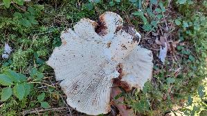Breitblaettriger-Weisstaeubling_Russula-delica_20260916_101246.jpg