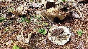 Breitblaettriger-Weisstaeubling_Russula-delica_20260918_132040.jpg