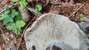 Breitblaettriger-Weisstaeubling_Russula-delica_20260918_132051.jpg