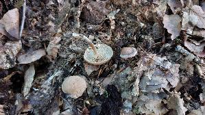 Brennender-Ruebling_Gymnopus-peronatus_20260829_160441.jpg
