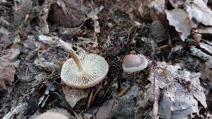 Brennender-Ruebling_Gymnopus-peronatus_20260829_160521.jpg