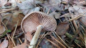 Brennender-Ruebling_Gymnopus-peronatus_20260902_143008.jpg