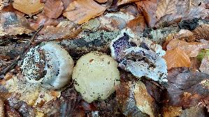 Buchen---Klumpfuss_Cortinarius-anserinus_20261014_141124.jpg