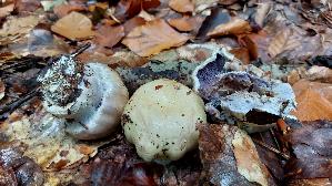 Buchen---Klumpfuss_Cortinarius-anserinus_20261014_141152.jpg