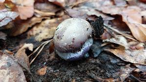 Buchen---Klumpfuss_Cortinarius-anserinus_20261014_141332.jpg