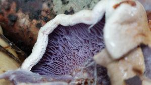 Buchen---Klumpfuss_Cortinarius-anserinus_20261014_141407.jpg