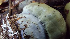 Buchen---Klumpfuss_Cortinarius-anserinus_20261014_141430.jpg