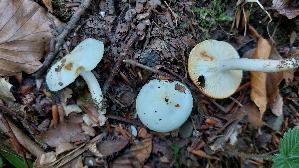 Buchenschneckling_Hygrophorus-fagi_20260929_122953.jpg