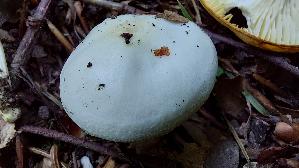 Buchenschneckling_Hygrophorus-fagi_20260929_123011.jpg