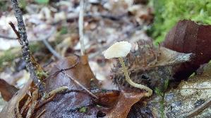 Buchenwald-Flockenschueppling_Flammulaster-carpophilus_20260831_114838.jpg