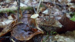 Buchenwald-Flockenschueppling_Flammulaster-carpophilus_20260831_114859.jpg