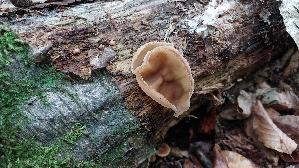 Buchenwaldbecherling_Peziza-arvernensis_20260615_122048.jpg