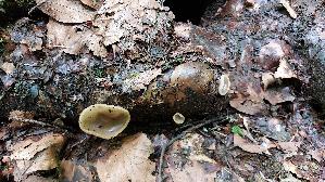 Buchenwaldbecherling_Peziza-arvernensis_20260616_150818.jpg