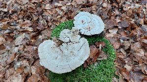 Buckel---Tramete_Trametes-gibbosa_20241229_134736.jpg