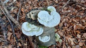 Buckel---Tramete_Trametes-gibbosa_20251226_134608.jpg