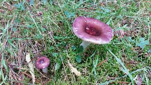 Buckeltaeubling_Russula-caerulea_20250926_131422.jpg