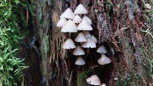 Buescheliger-Nitrathelmling_Mycena-stipata_20261011_134301.jpg